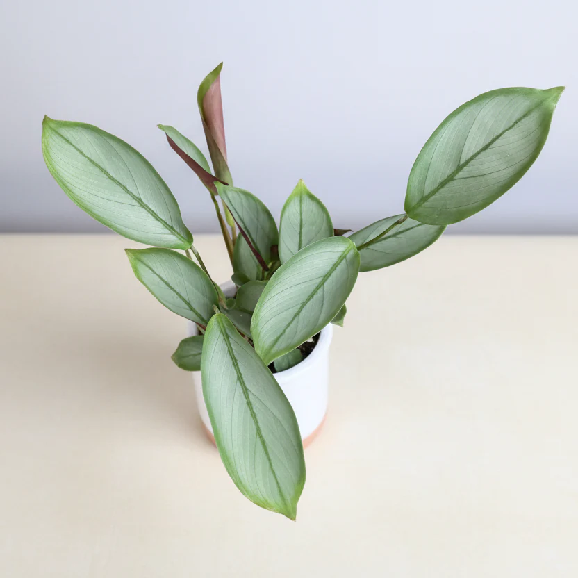Calathea setosa ‘Silver Star’ *babyplant