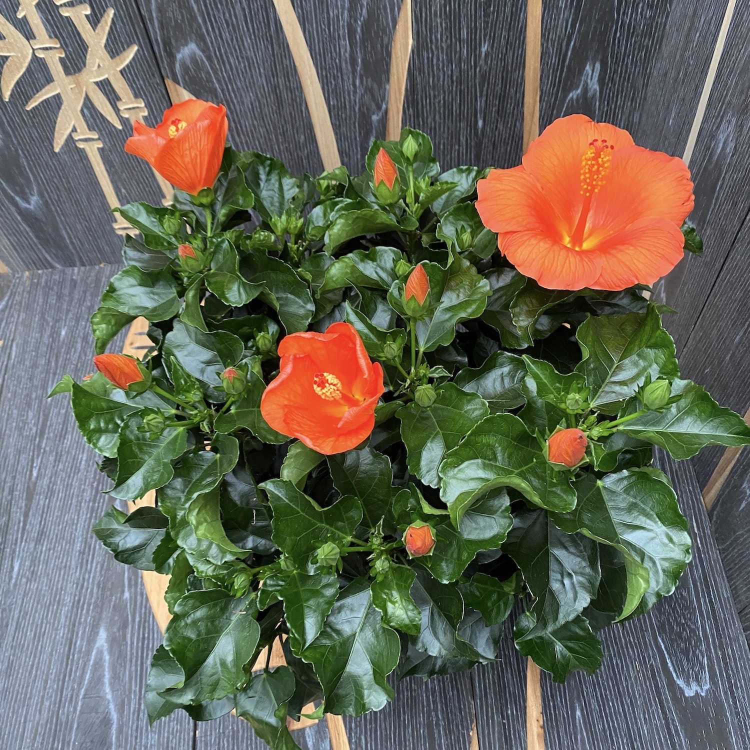 Hibiscus Torino XXL – 4 plante/ghiveci