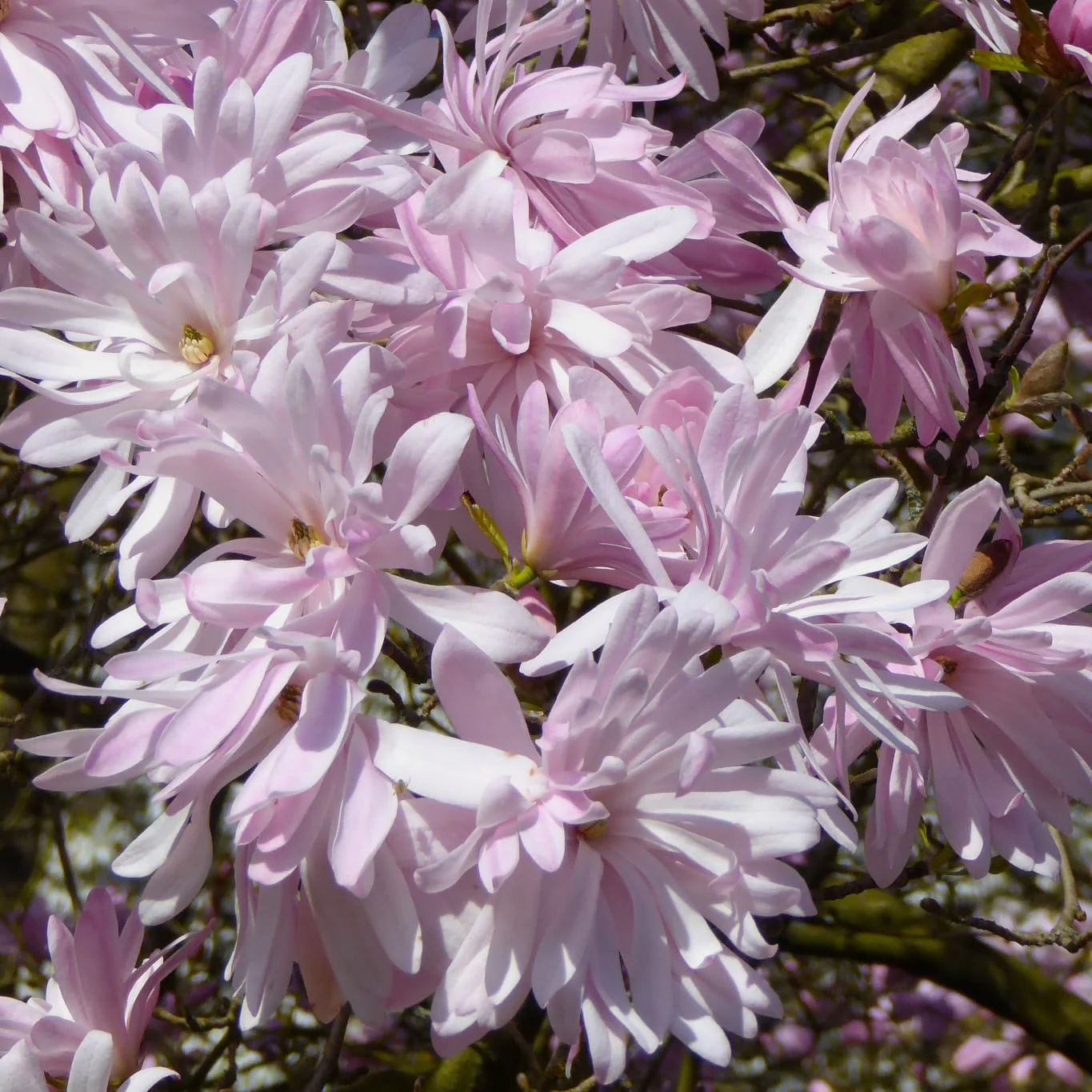 Magnolia stellata 'Rosea’ H110 cm
