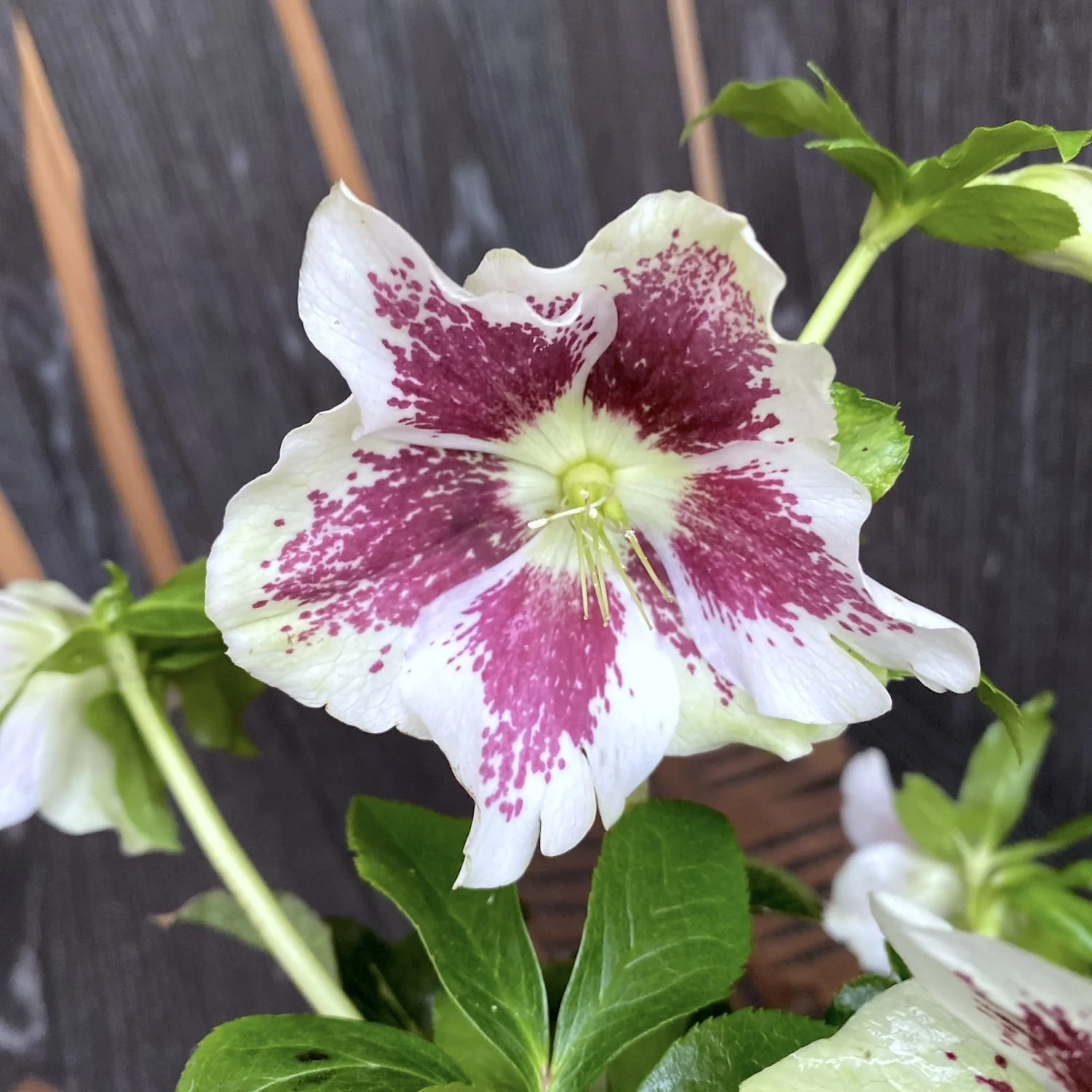 Helleborus 'Pretty Ellen White Spotted’ (Spanz)