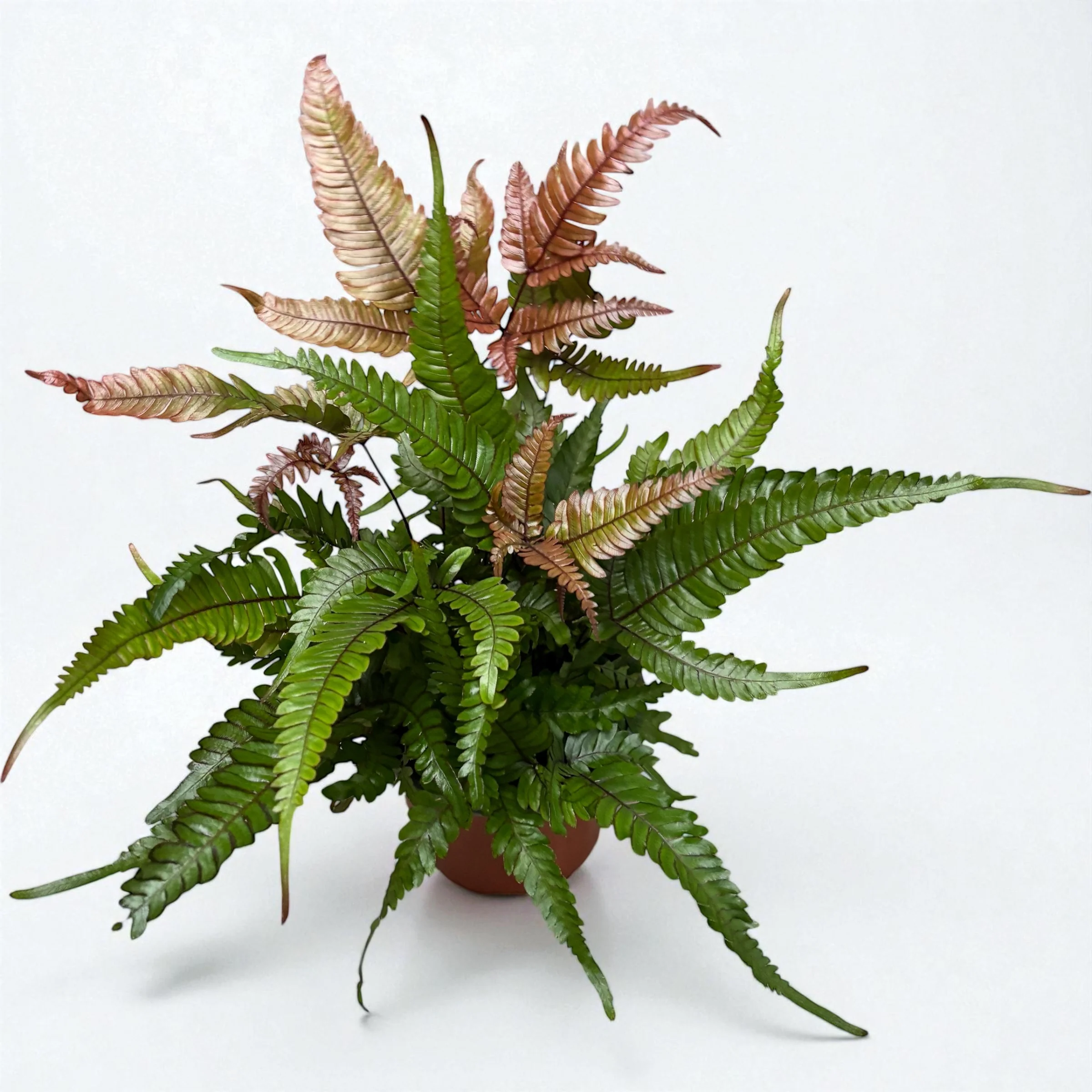 Pteris quadriaurita 'Tricolor (Painted Brake Fern) – feriga exotica cu frunzis tricolor, ideala pentru interior