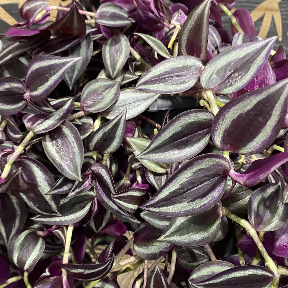Tradescantia jewel red – planta curgatoare