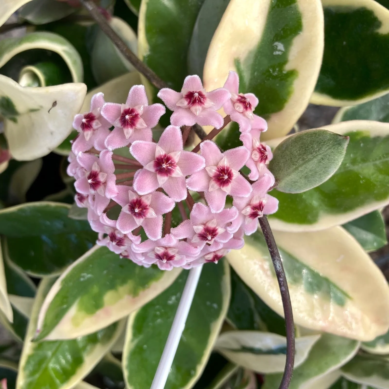Hoya carnosa 'Krimson Queen’ D17 – exemplare XXL
