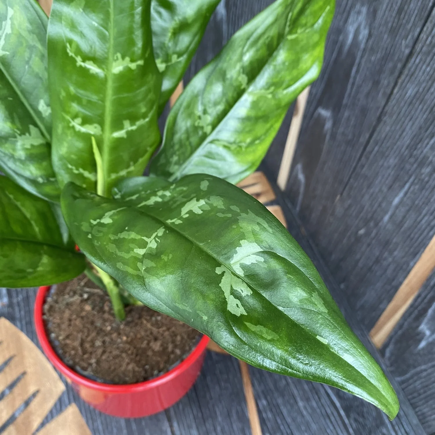 Aglaonema 'Mary Ann’