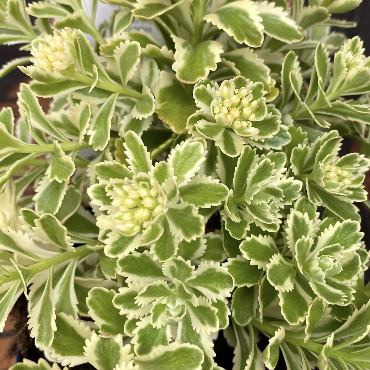 Sedum takesimense 'Atlantis’ (frunze variegate)