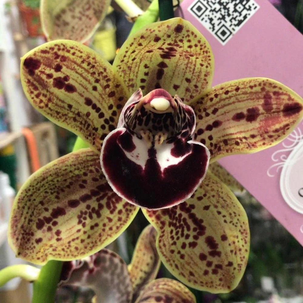 Cymbidium Los Angeles – flori mari parfumate