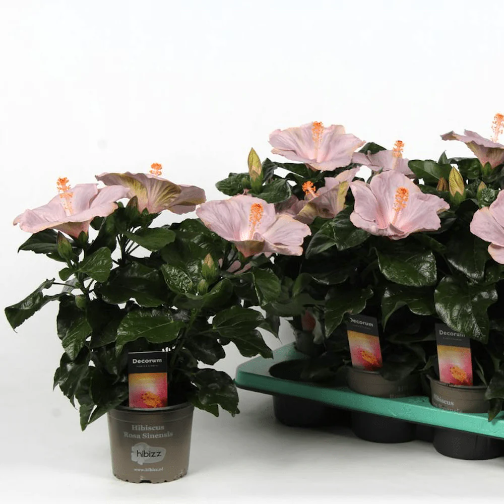 Hibiscus 'Ametist’ (2 plante/ghiveci)