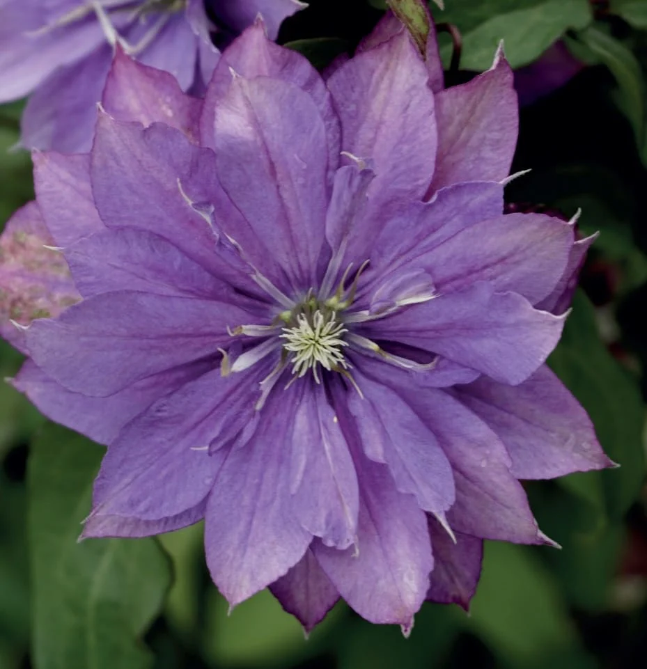 Clematis 'Rollercoaster’ – clematite cu flori mari si duble, mov (Early Large-flowered Group)