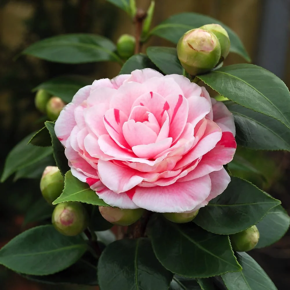 Camellia japonica 'Bonomiana’ – rezistenta la inghet