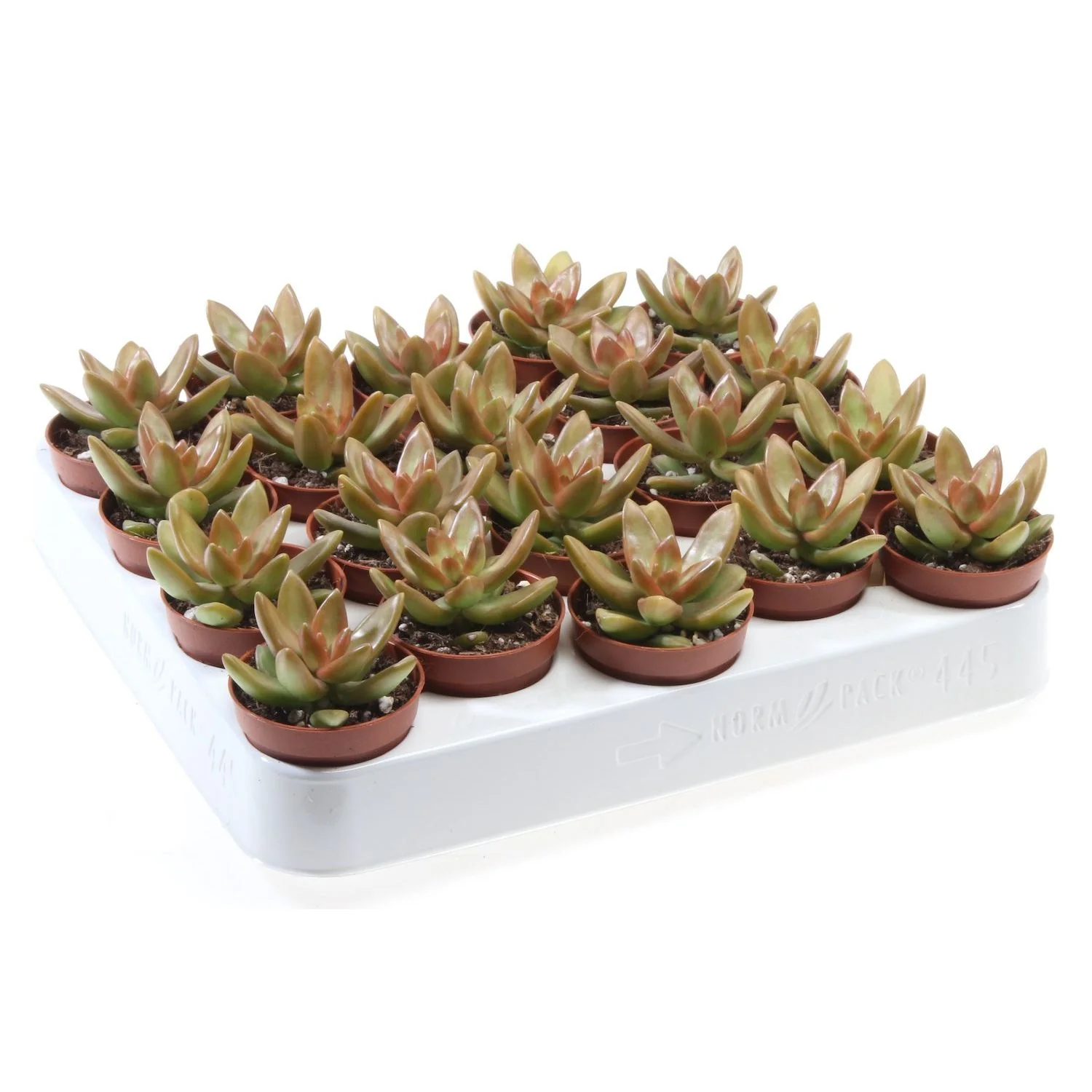 Sedum nussbaumerianum (Stonecrop)