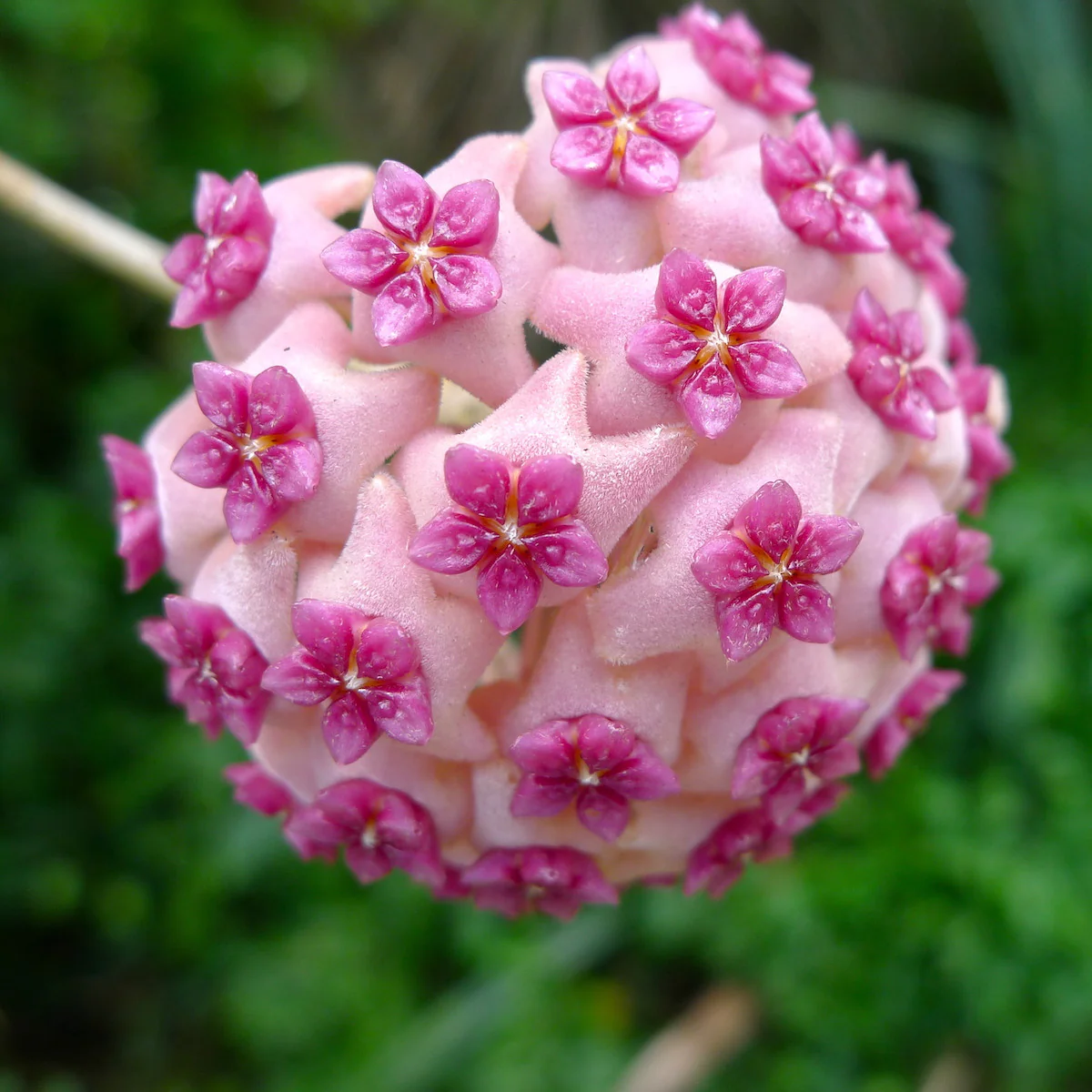 Hoya aldrichii – flori parfumate