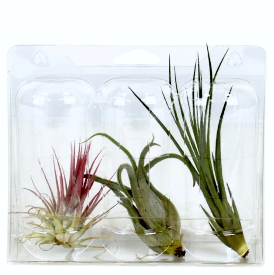 Set 3 Tillandsia diferite in blister
