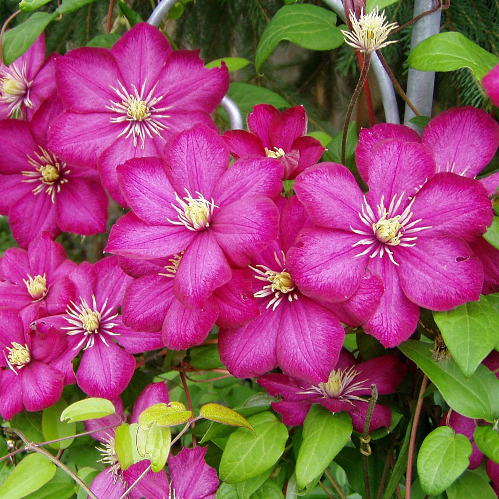 Clematite – Clematis 'Ville de Lyon’ (Late Large-flowered Group)
