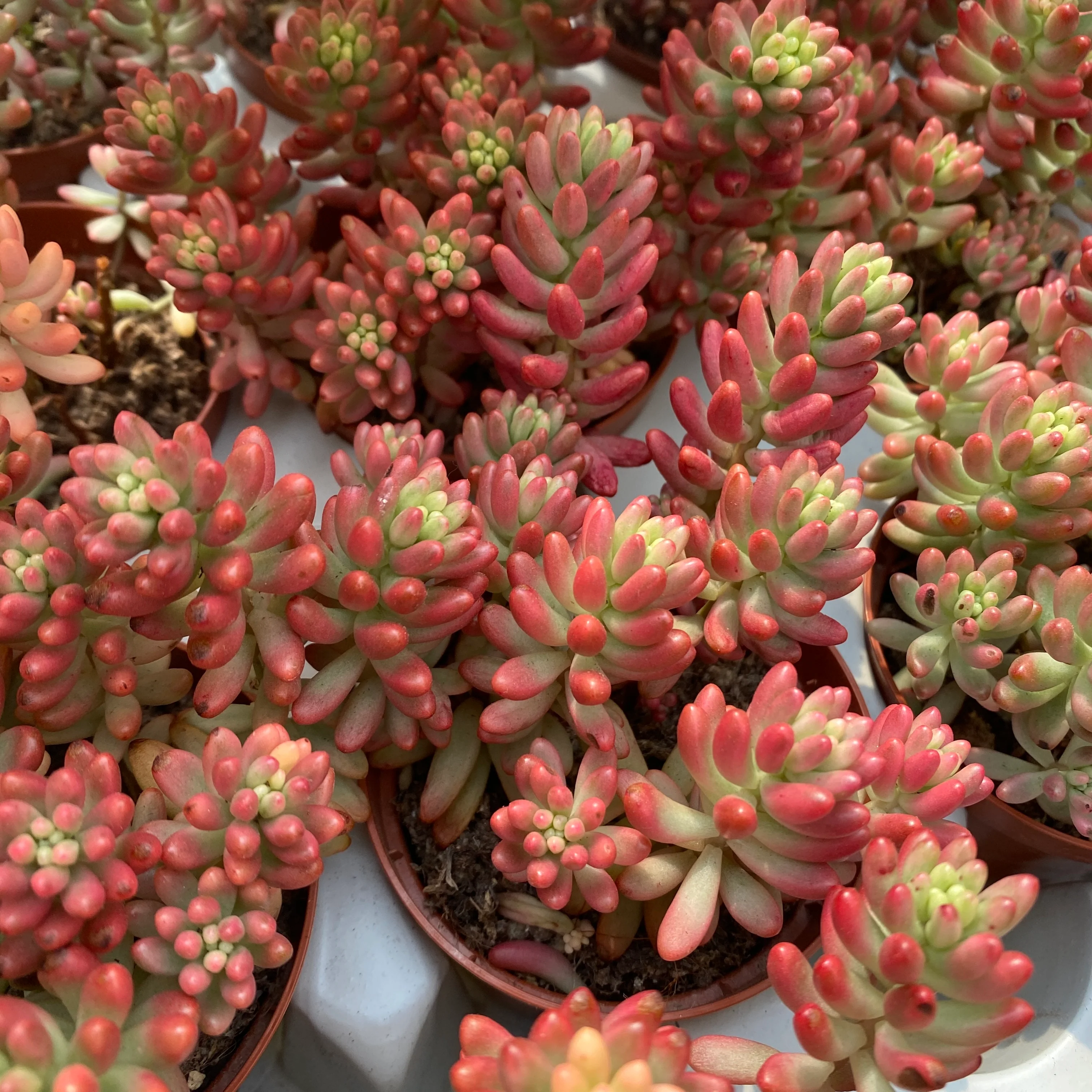 Sedum rubrotinctum ‘Aurora’ – Pink Jelly Bean, suculenta cu frunzis roz translucid
