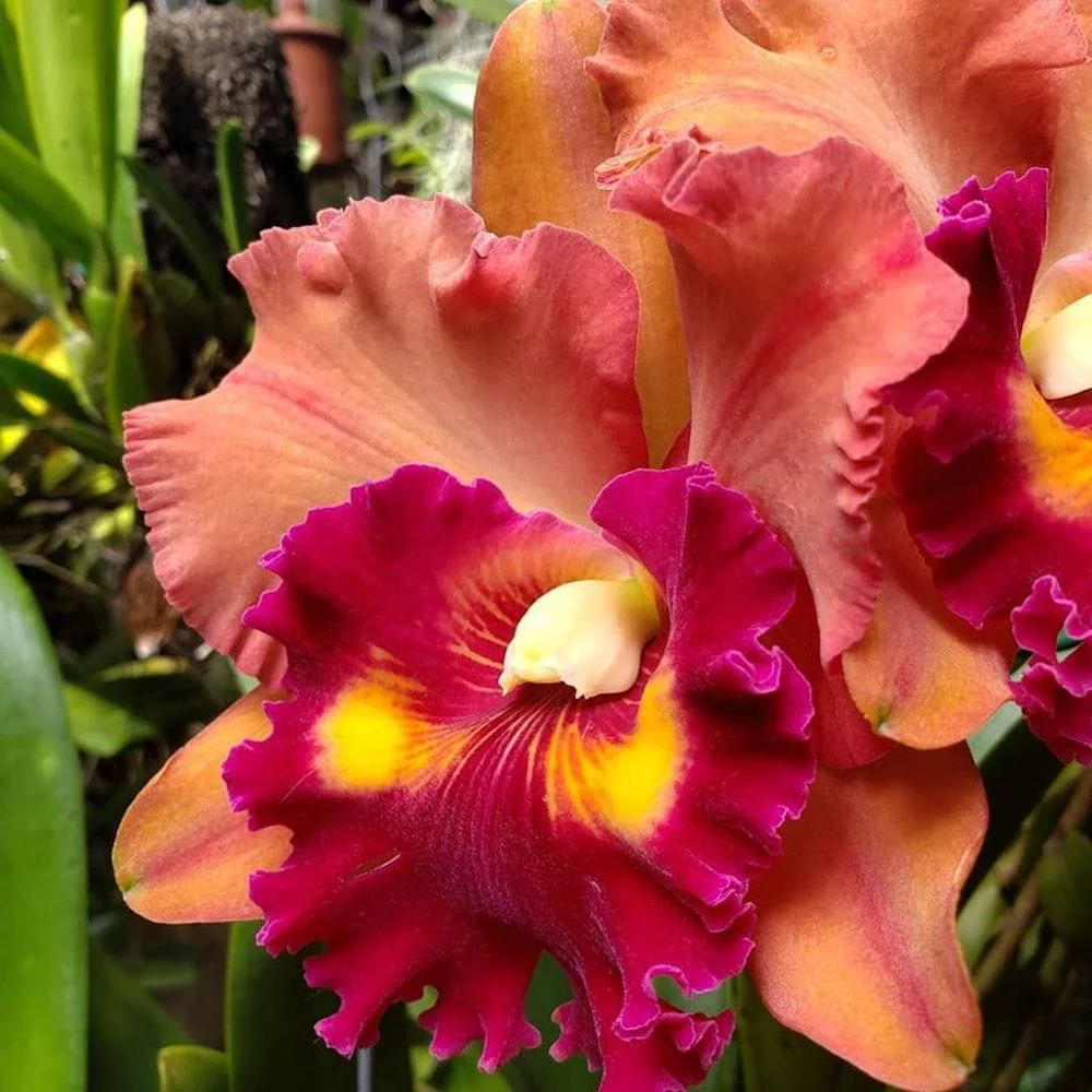 Rlc. Focus Taiwan 'Persimmon’