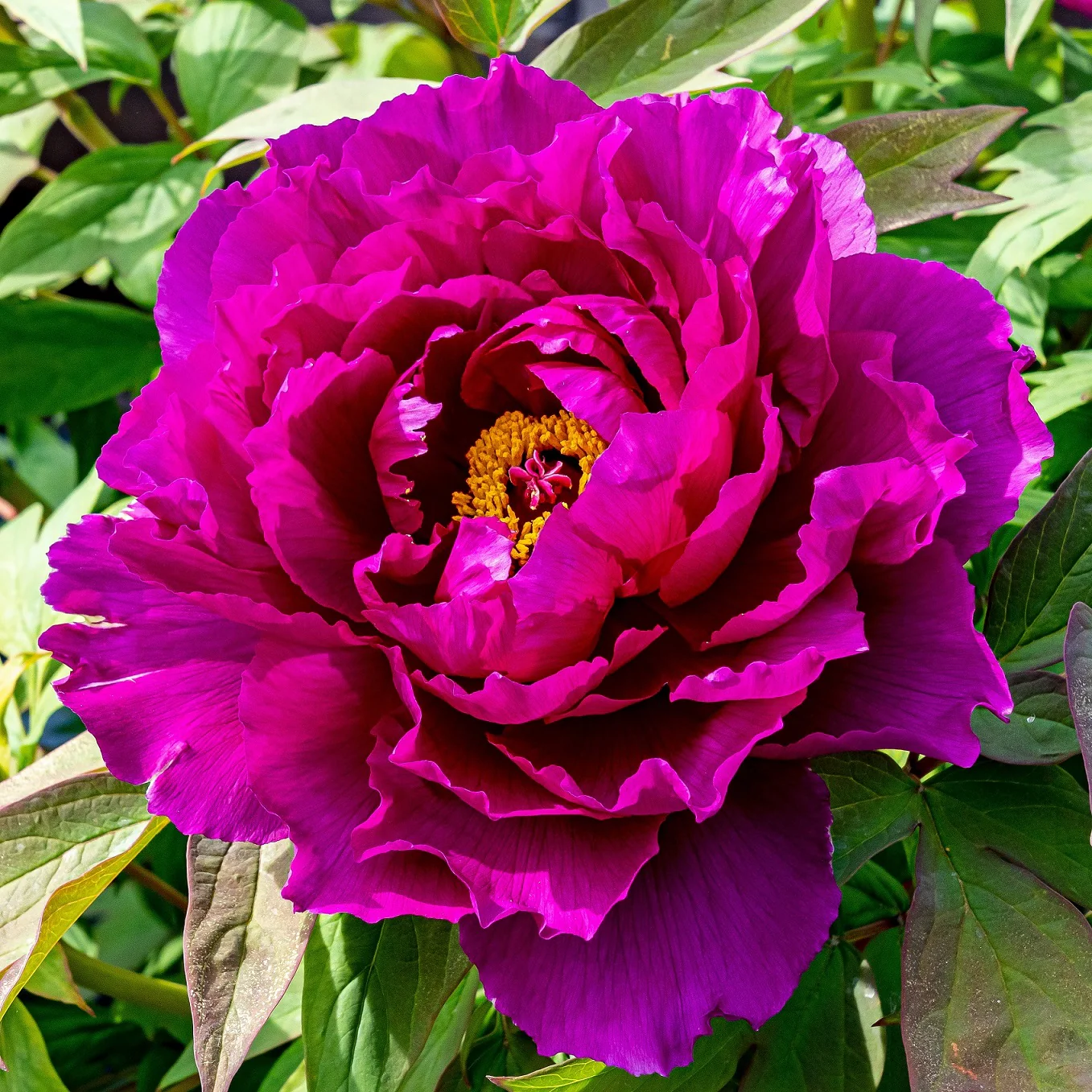 Paeonia suffruticosa 'Wu Long Peng Sheng’ – bujor arbustiv lila cu floare dubla