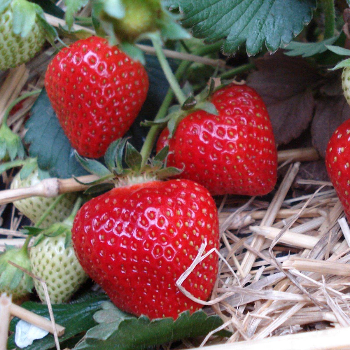 Capsuni uriase – Fragaria x ananassa 'Korona’