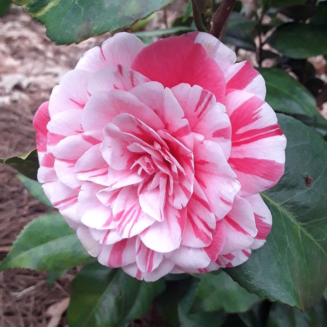 Camellia japonica 'Contessa Lavinia Maggi’ (Bicolor) – floarea dubla (rezistenta la inghet)