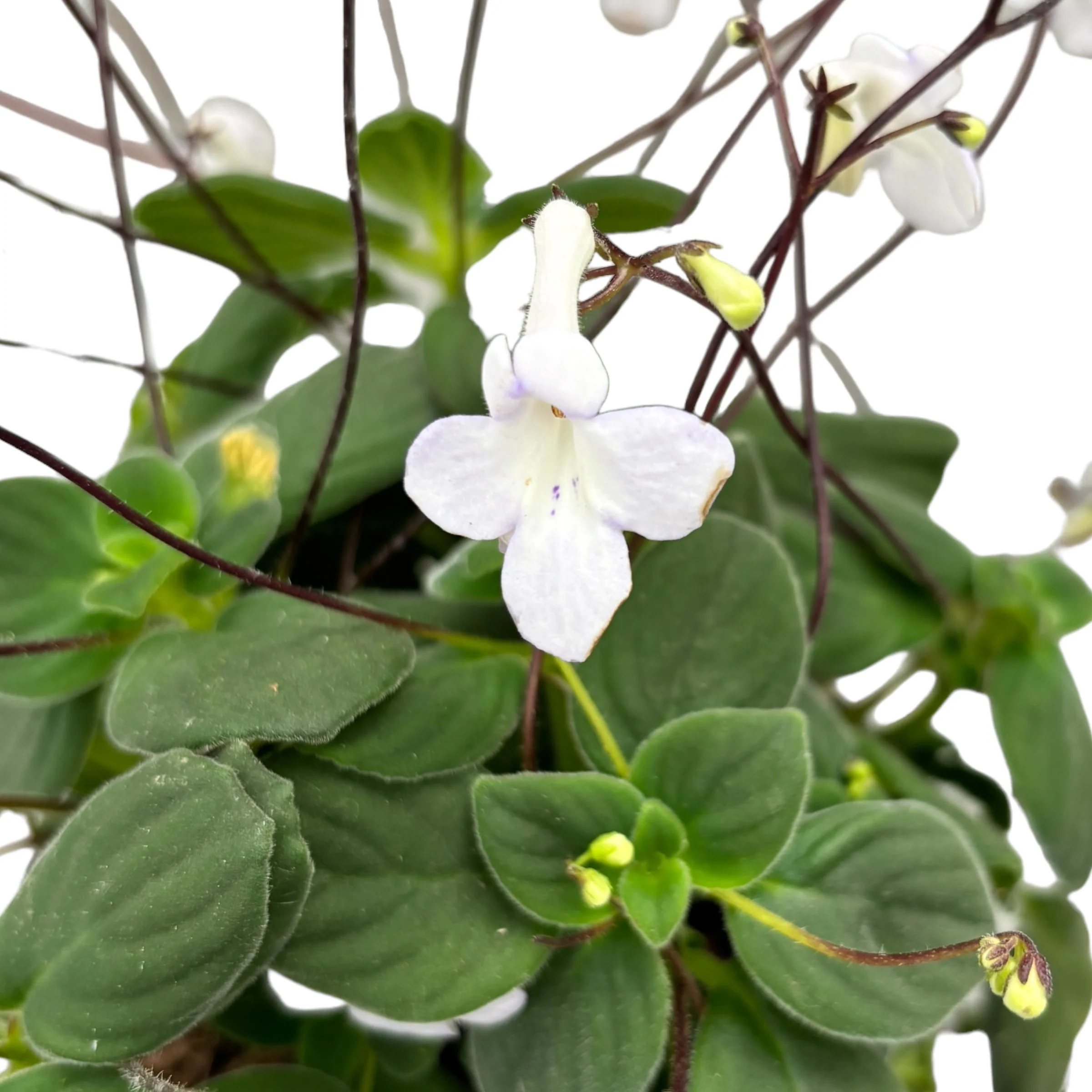 Streptocarpus White Butterfly – Streptocarpella