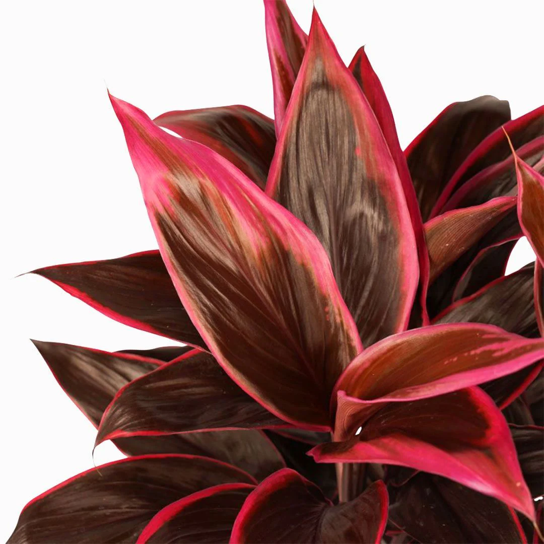 Cordyline ‘Mambo’ – planta tropicala de interior