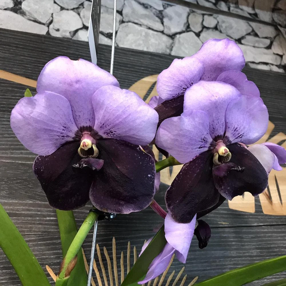 Orhidee Vanda Two Tone Purple