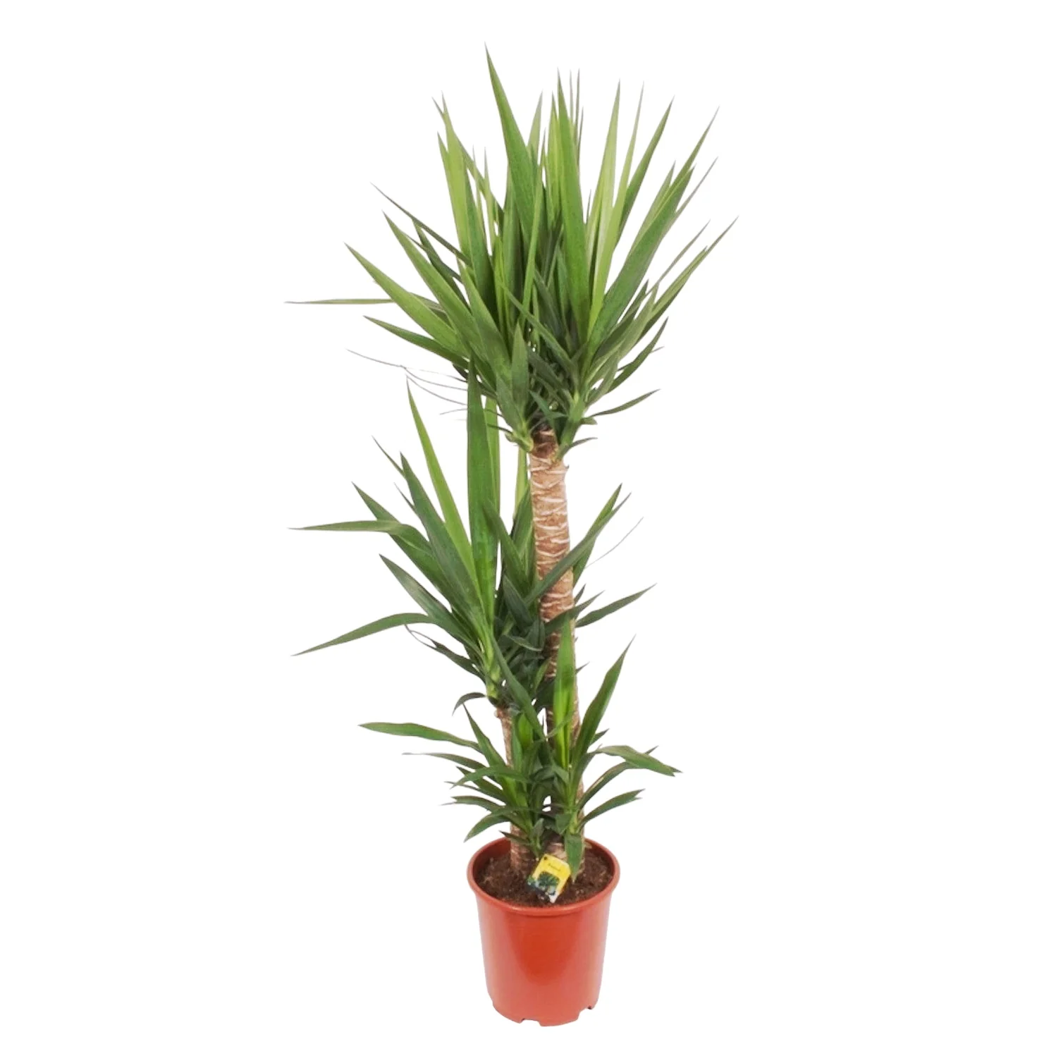 Yucca 3 tulpini H130-135 cm – Arborele Vietii