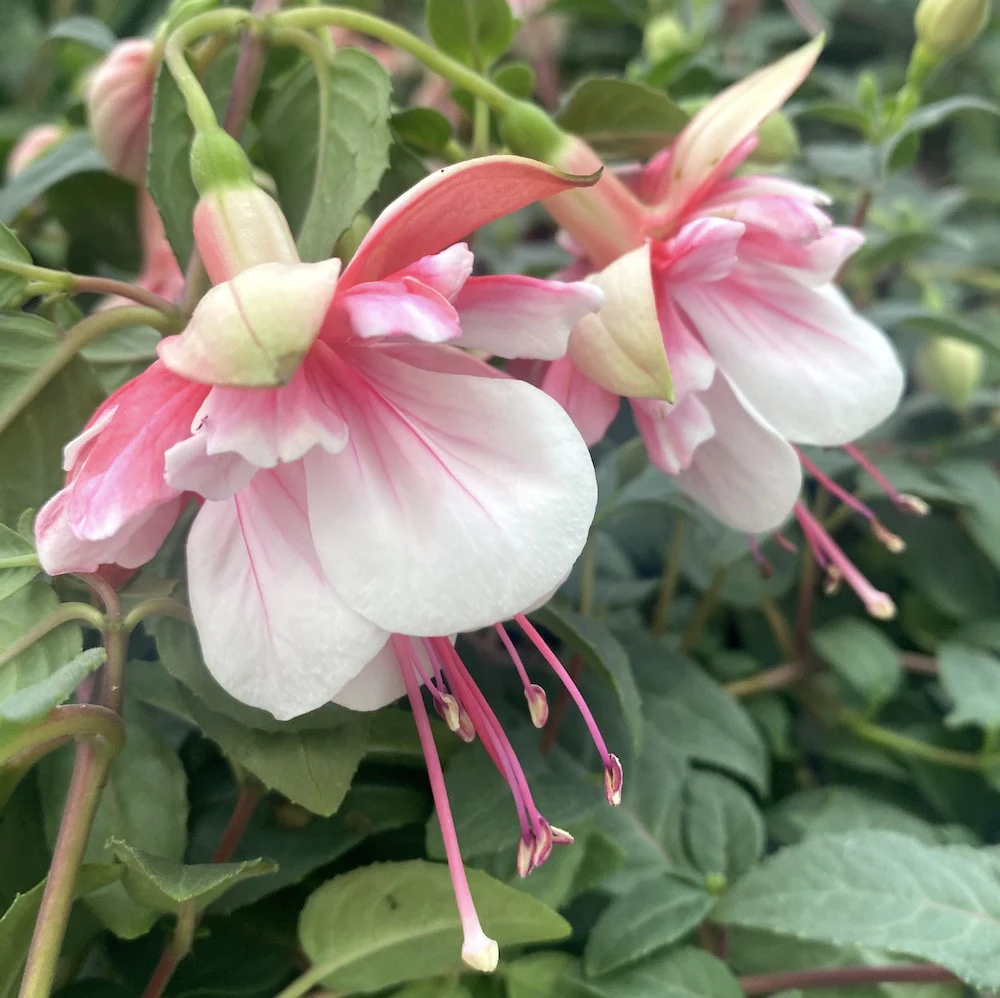 Fuchsia El Camino – cercelusi la ghiveci