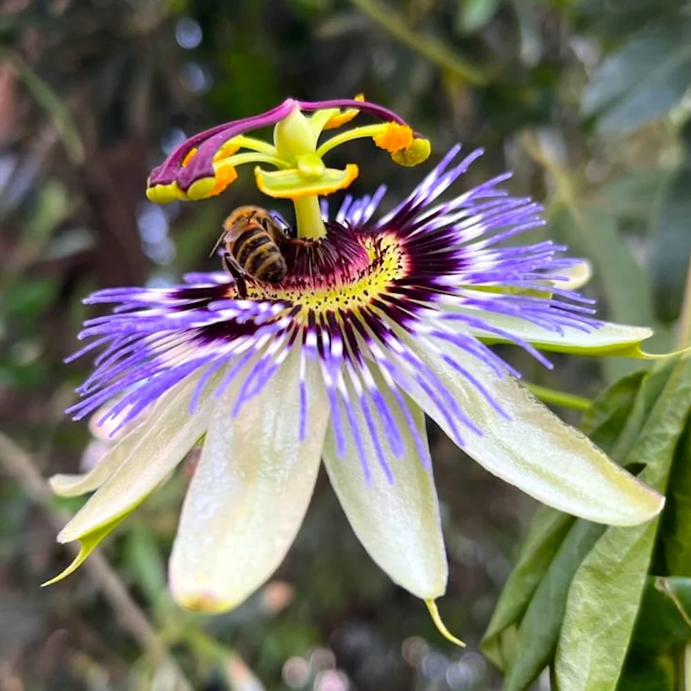 Passiflora caerulea (floarea pasiunii) – arcada