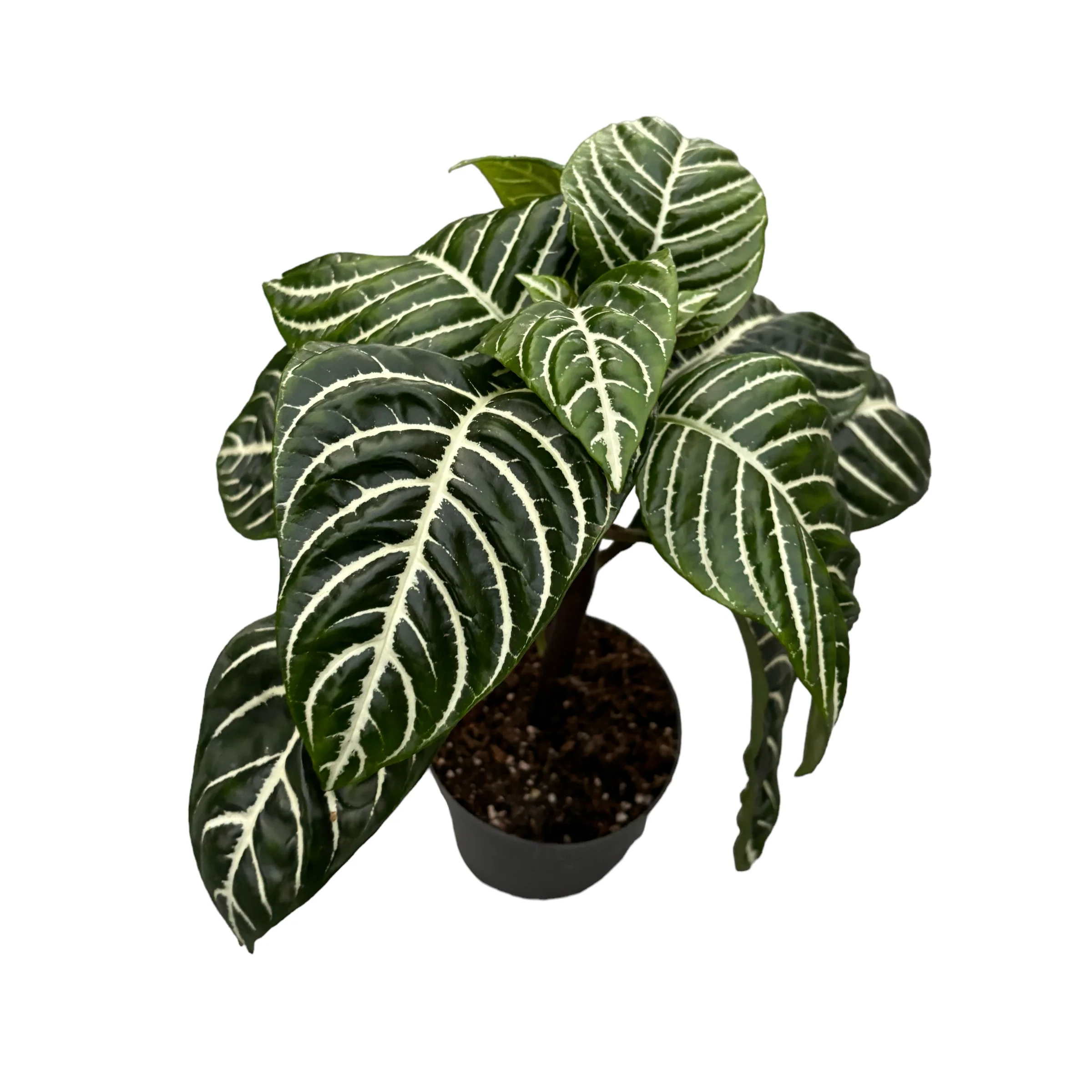 Aphelandra squarrosa pe picior ( Planta Zebra)