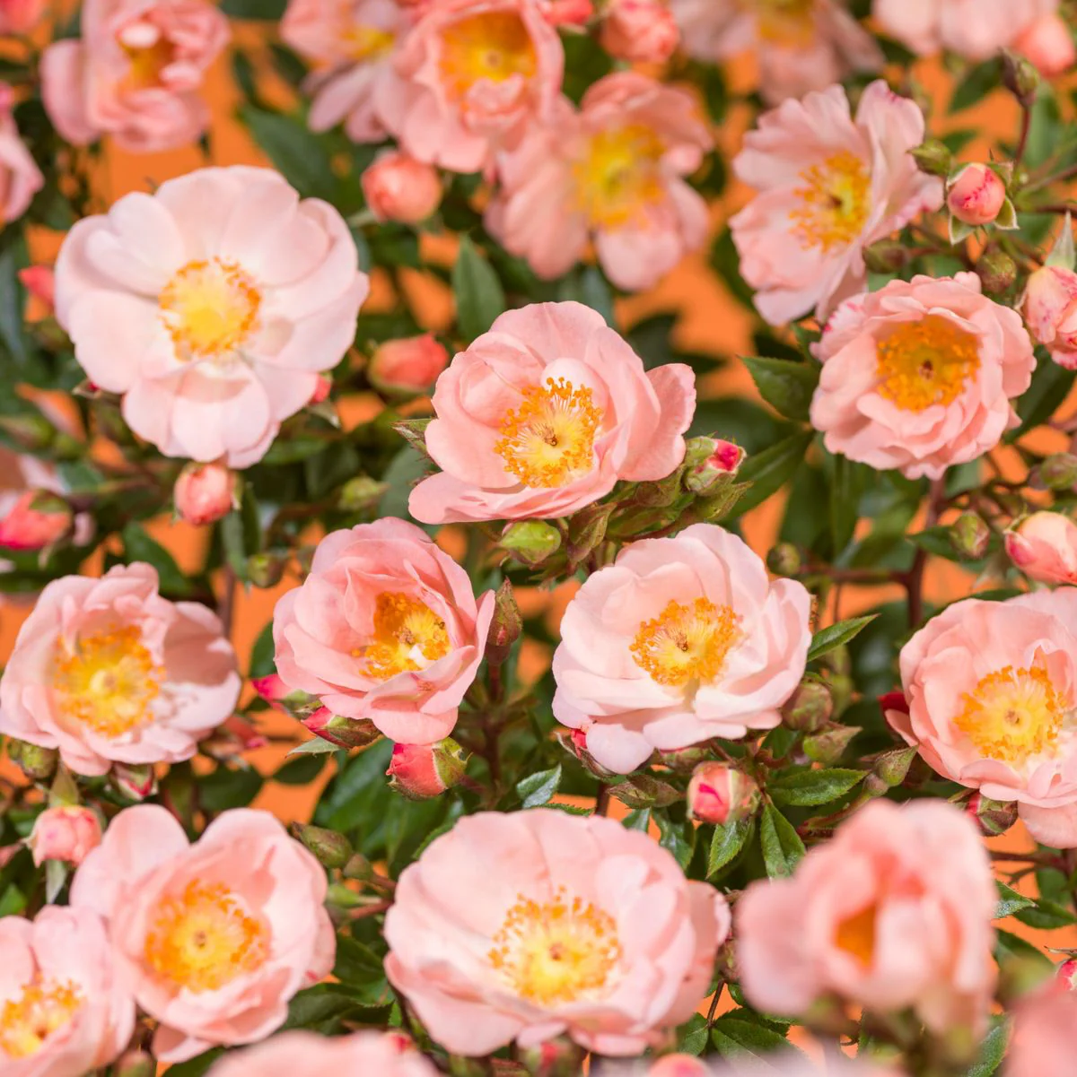Rosa 'Blushing Queen’® – Trandafir floribunda, catarator, parfumat