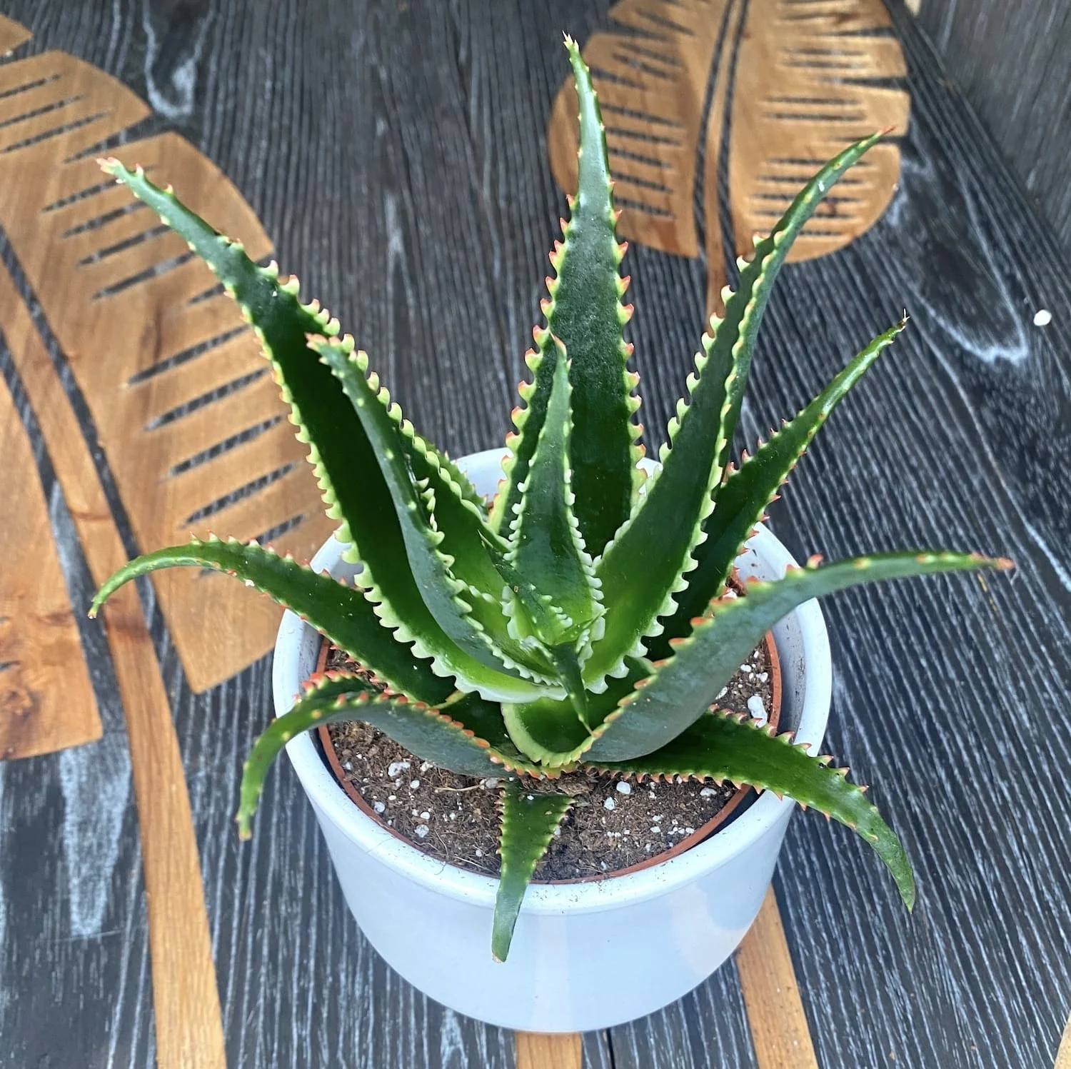 Aloe aculeata 'Jurassic Dragon’