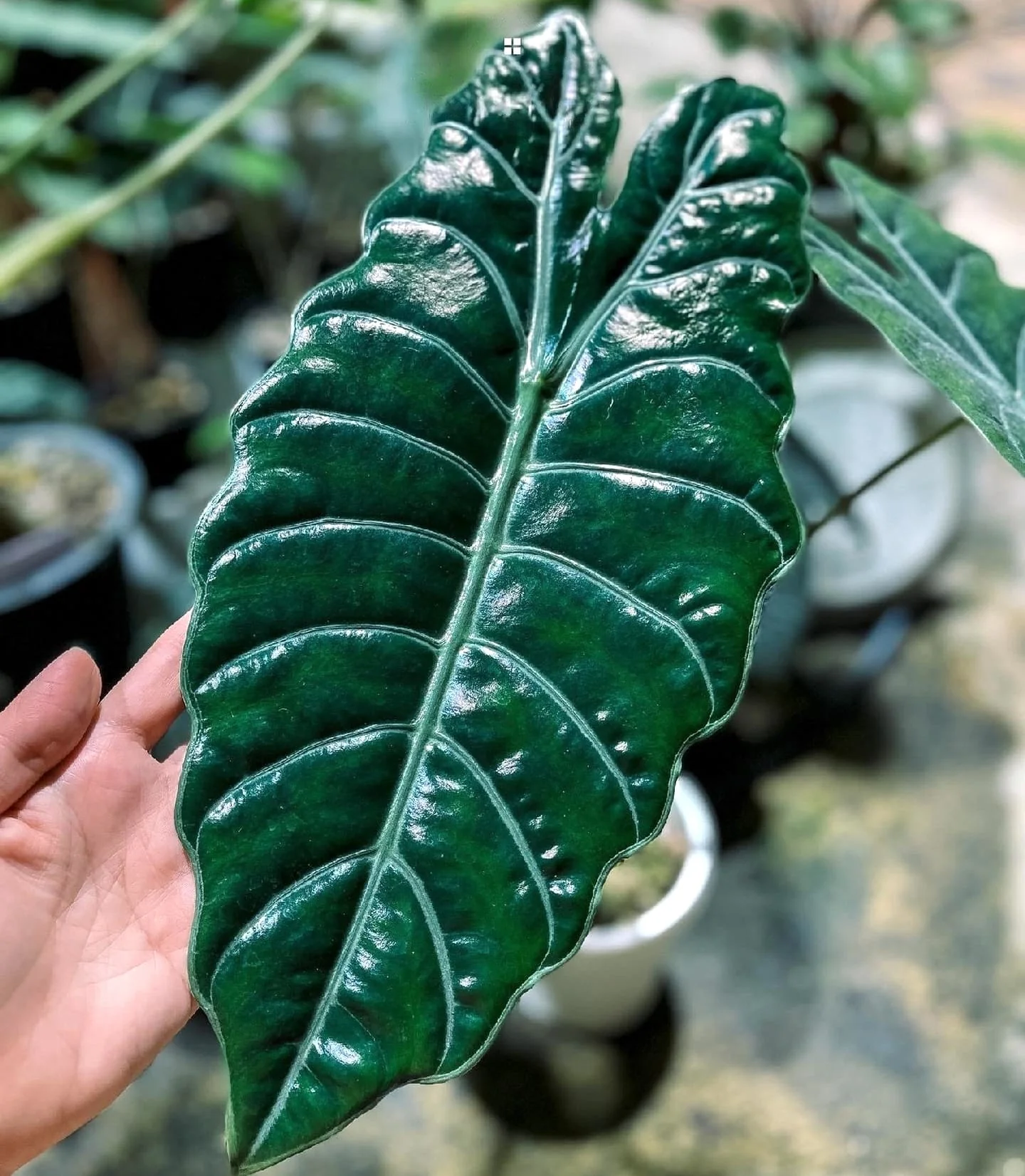 Alocasia 'Chantrieri’