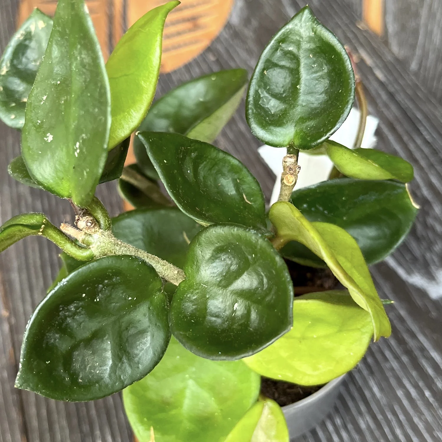 Hoya carnosa 'Chelsea’ – exemplare dezvoltate (pot 8,5 cm)