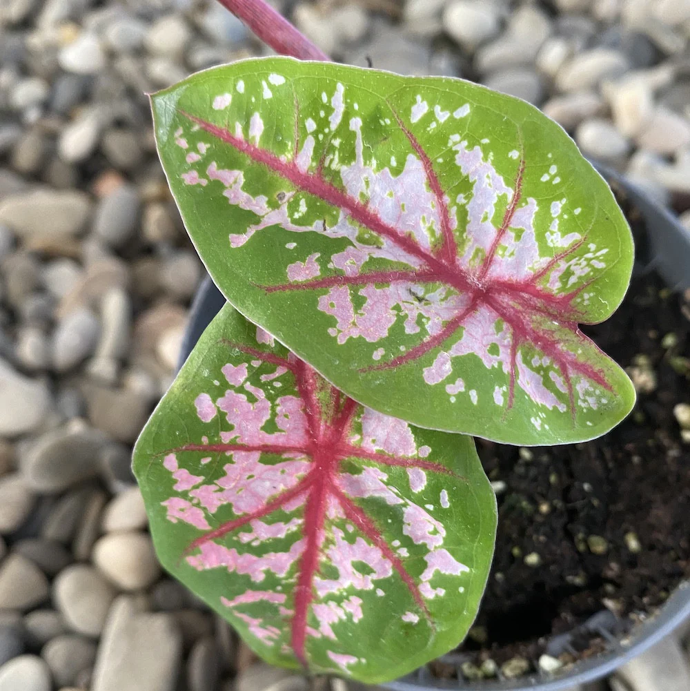Caladium Tricolor (babyplant)