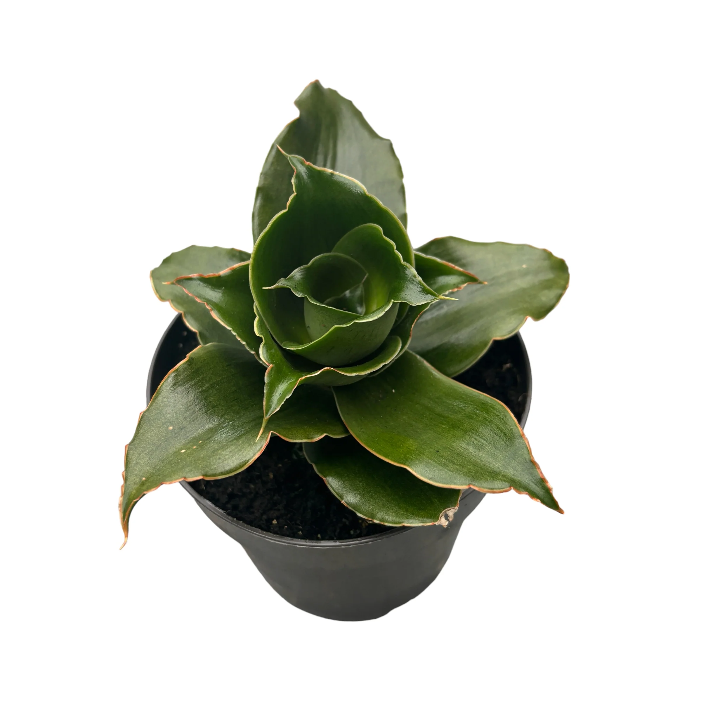 Sansevieria 'Star Rose’