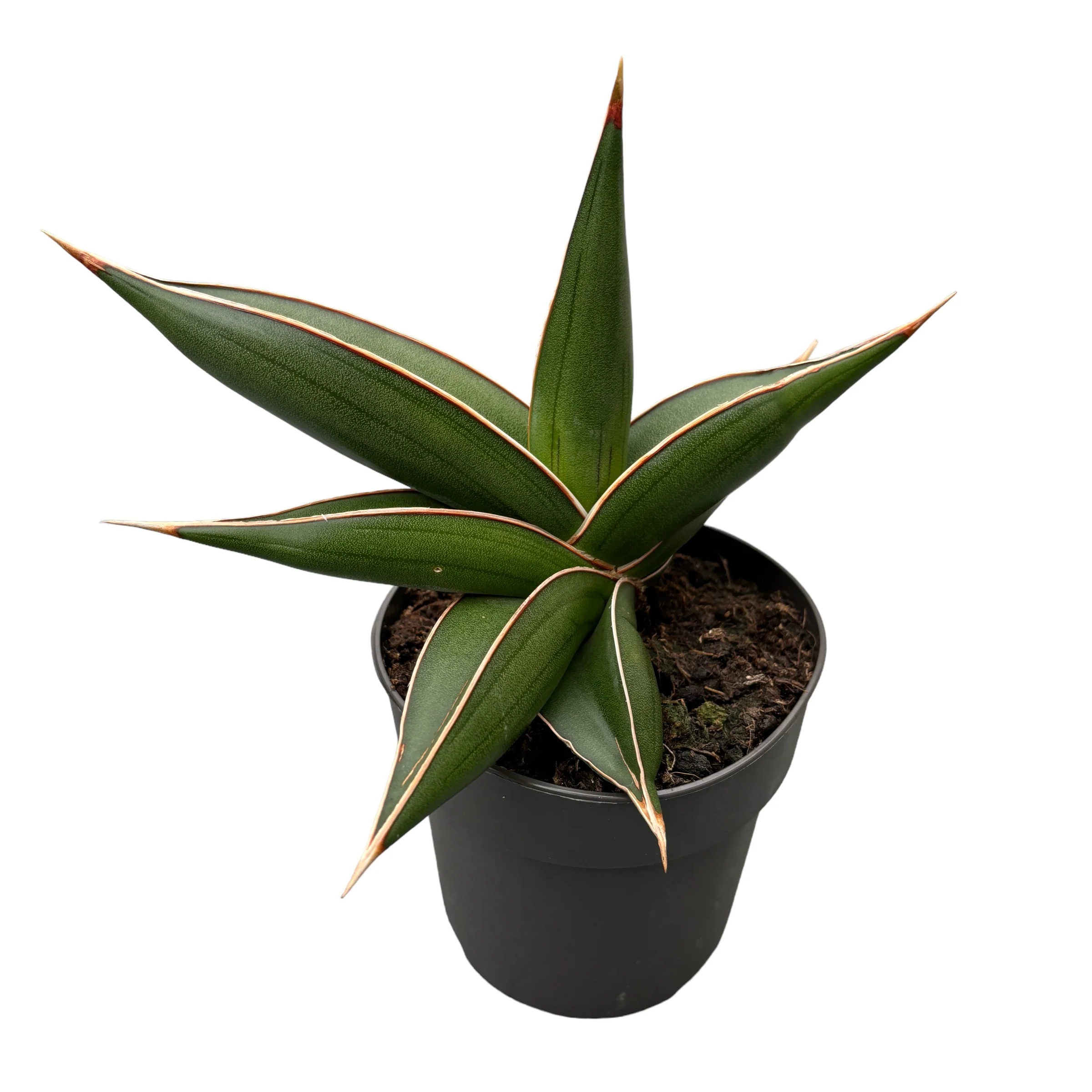 Sansevieria 'Almond Jade’