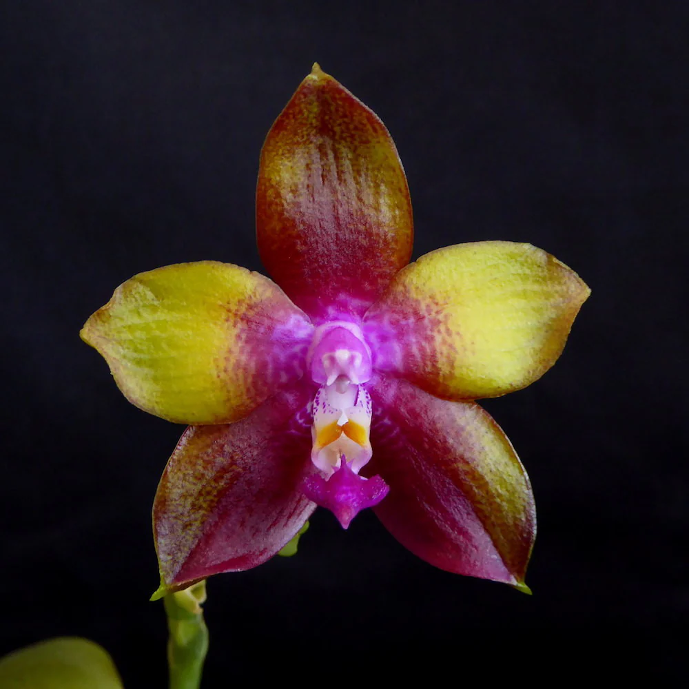 Phalaenopsis Dragon Tree Eagle * parfumat