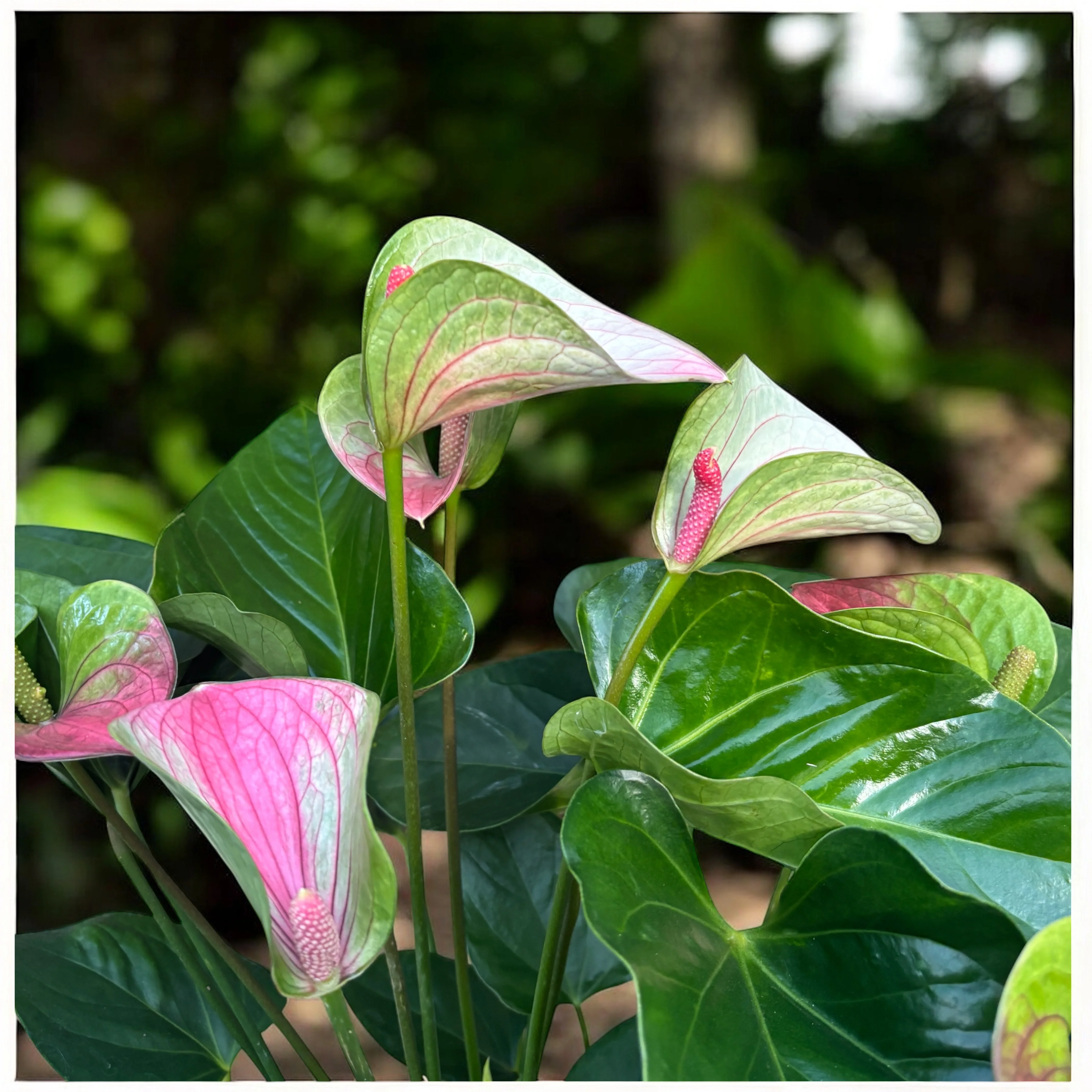 Anthurium ‘Fantasy Love’ – eleganta exotica in nuante de roz pastel si verde vibrant