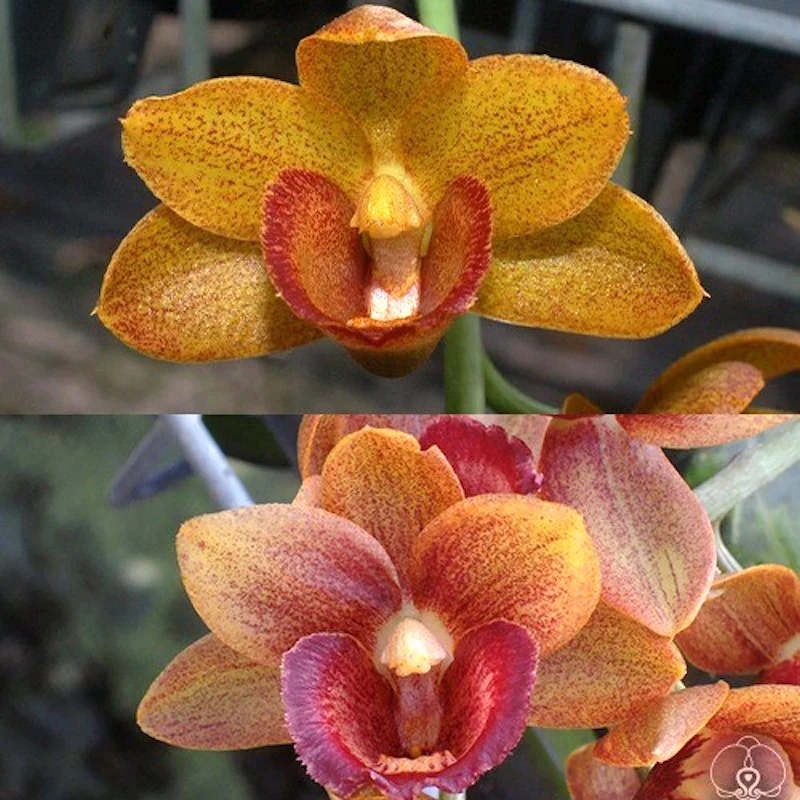 Longhueiara Jumbo Honor (Cyc. Jumbo Freedom × Galeandra baueri)