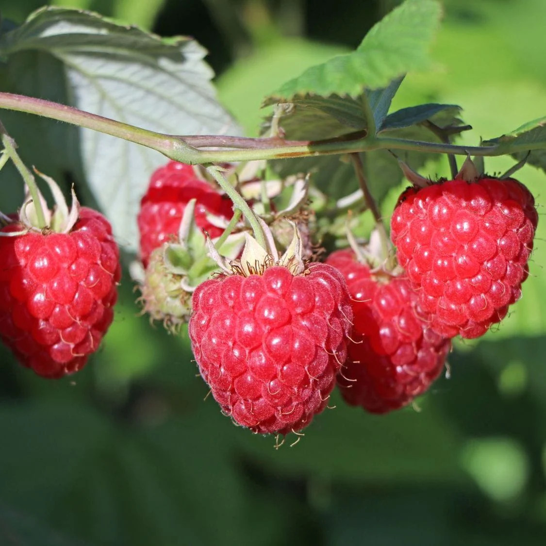 Zmeur timpuriu foarte productiv – Rubus idealus 'Glen Ample’