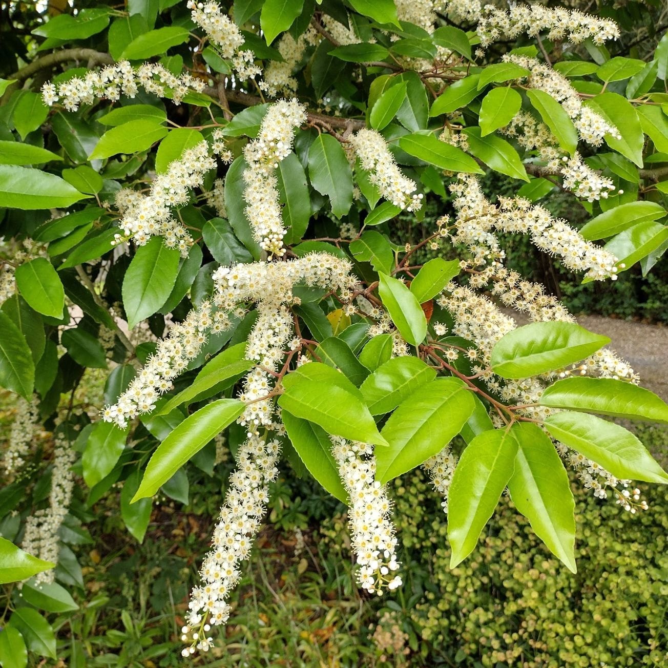 Prunus lusitanica 'Angustifolia’ (evergreen)