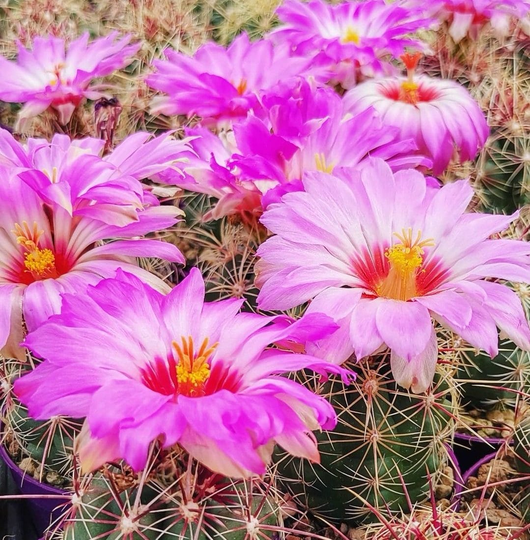 Thelocactus bicolor – cactus compact cu inflorire spectaculoasa