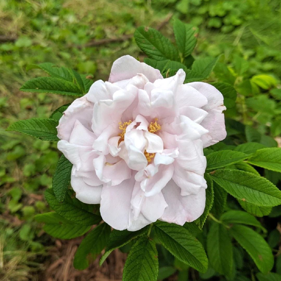 Rosa rugosa 'Schneekoppe’ – Trandafir flori foarte parfumate