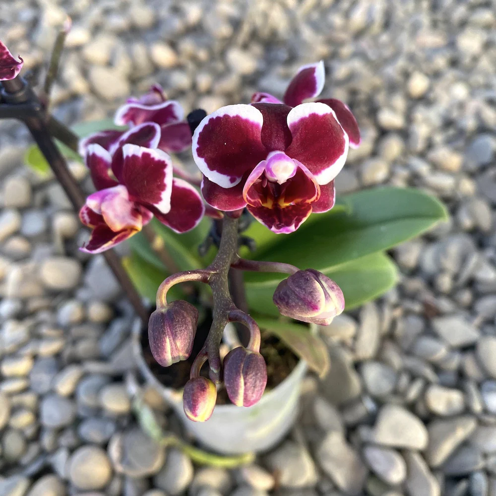 Phalaenopsis Tiny Doll