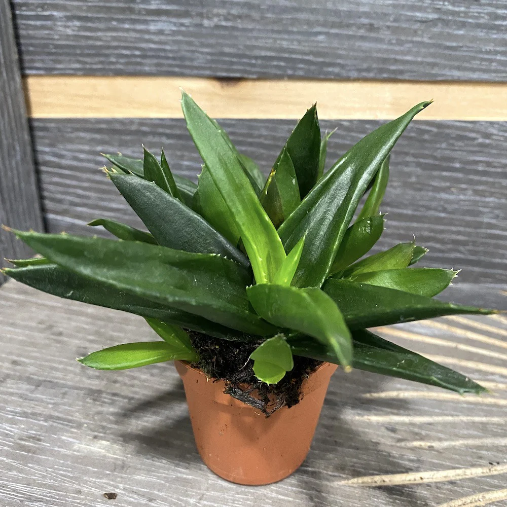 Aloe (Alworthia) Black Gem