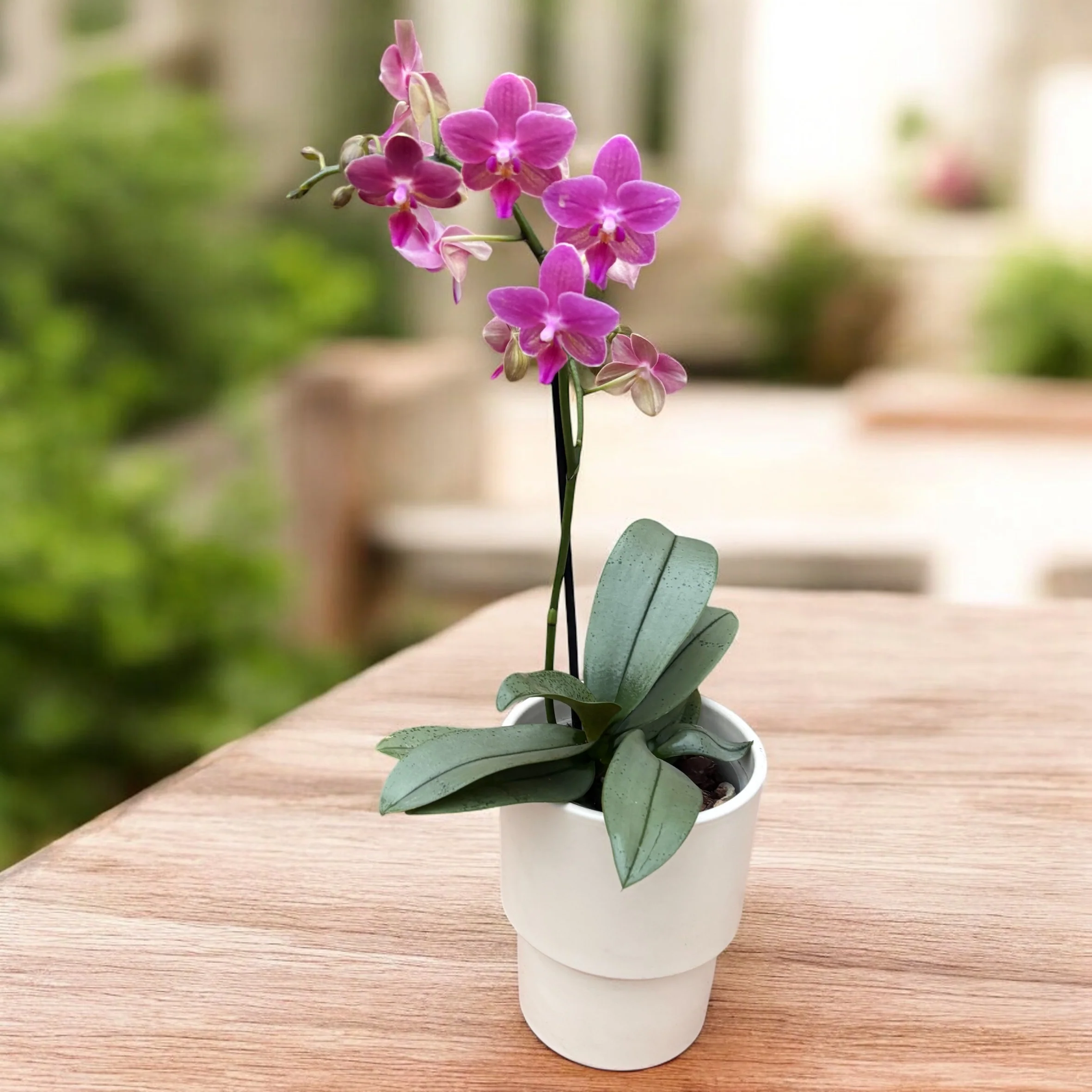 Phalaenopsis Amorion (silver leaves) – flori intens parfumate