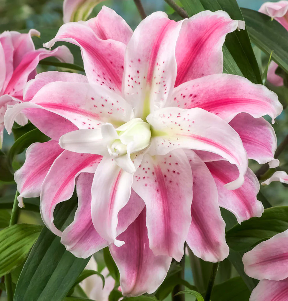 Bulbi de crini bicolori, cu flori duble – Lilium Sweet Rosy (1 bulb)