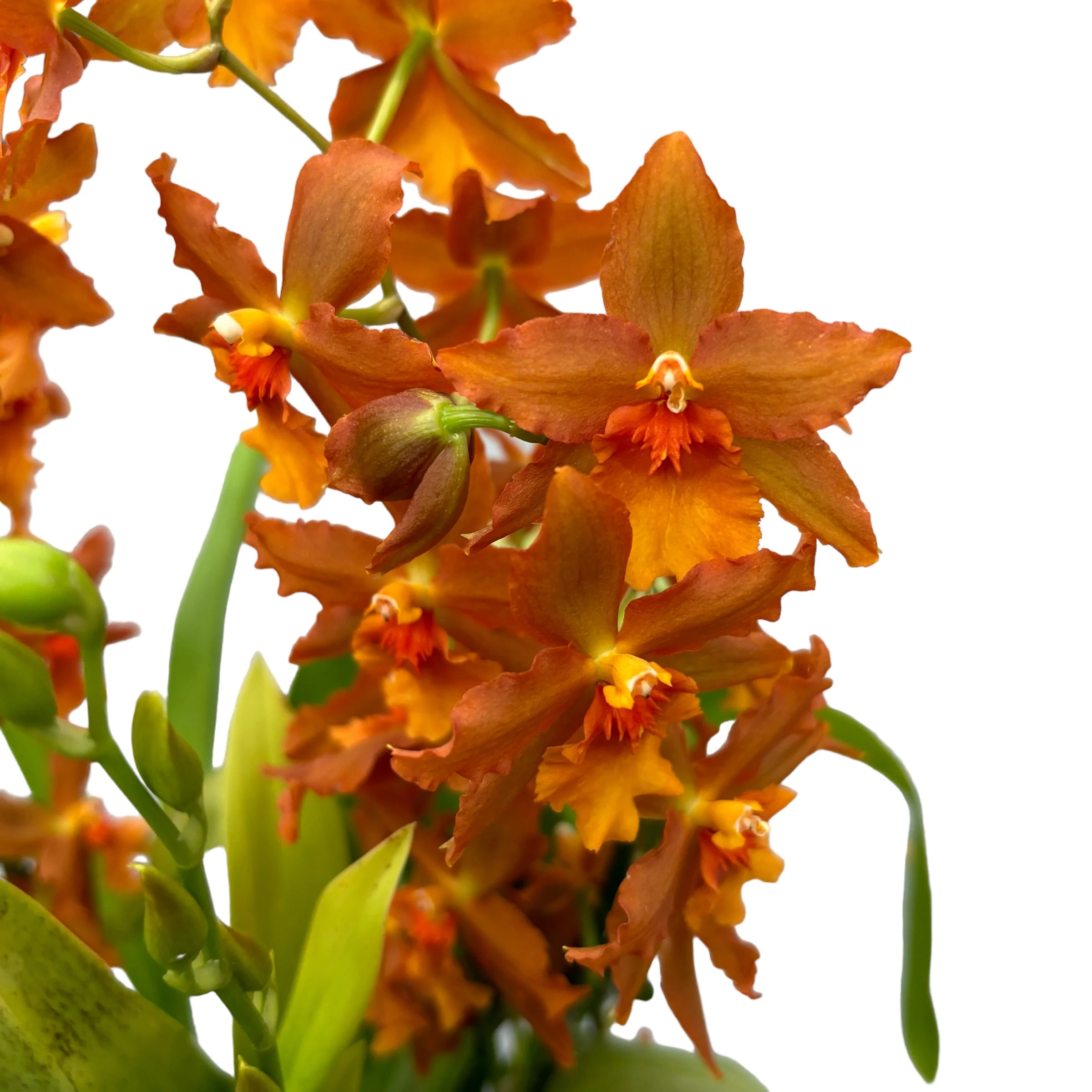 Oncidium Catatante – exemplar XXL