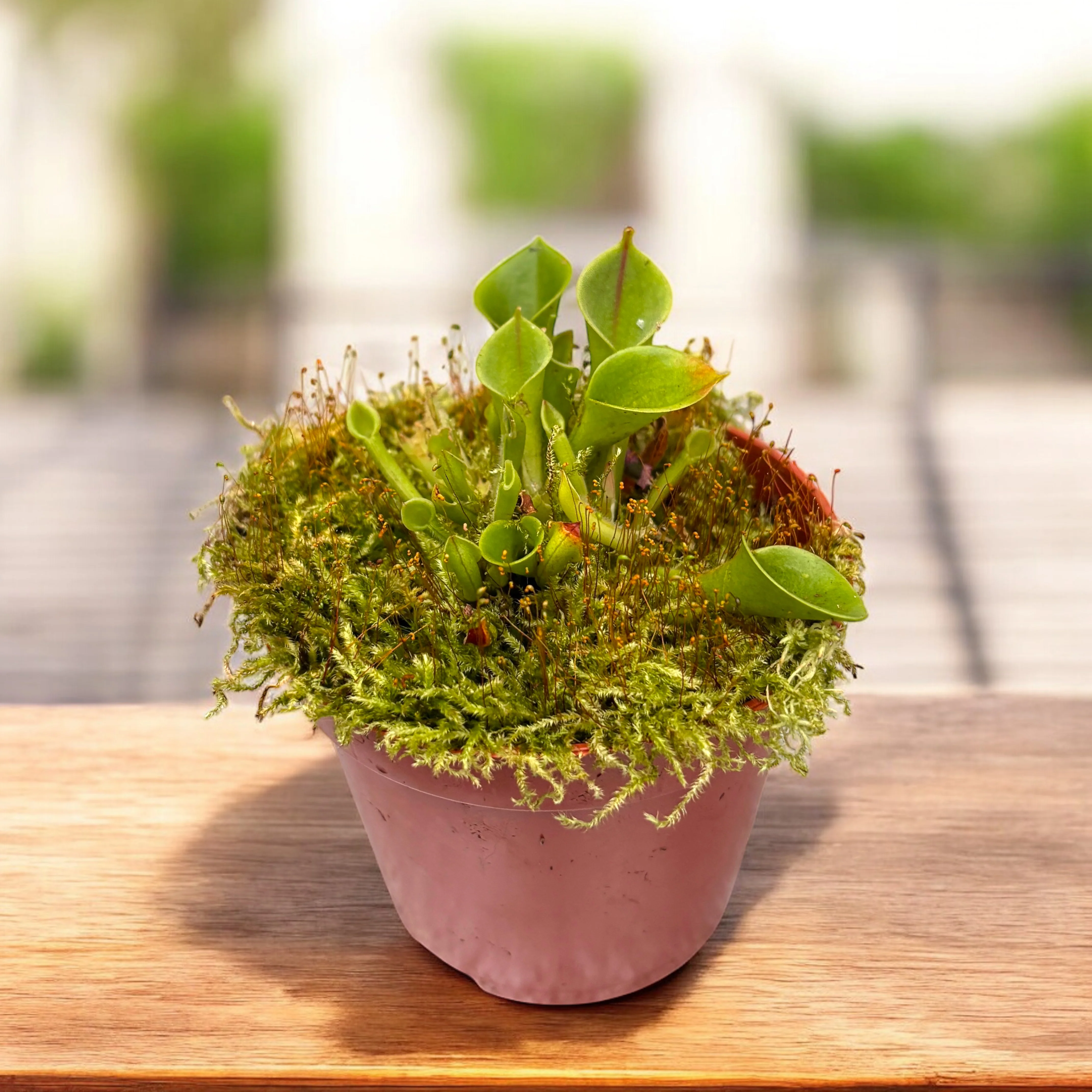 Heliamphora – planta carnivora de colectie
