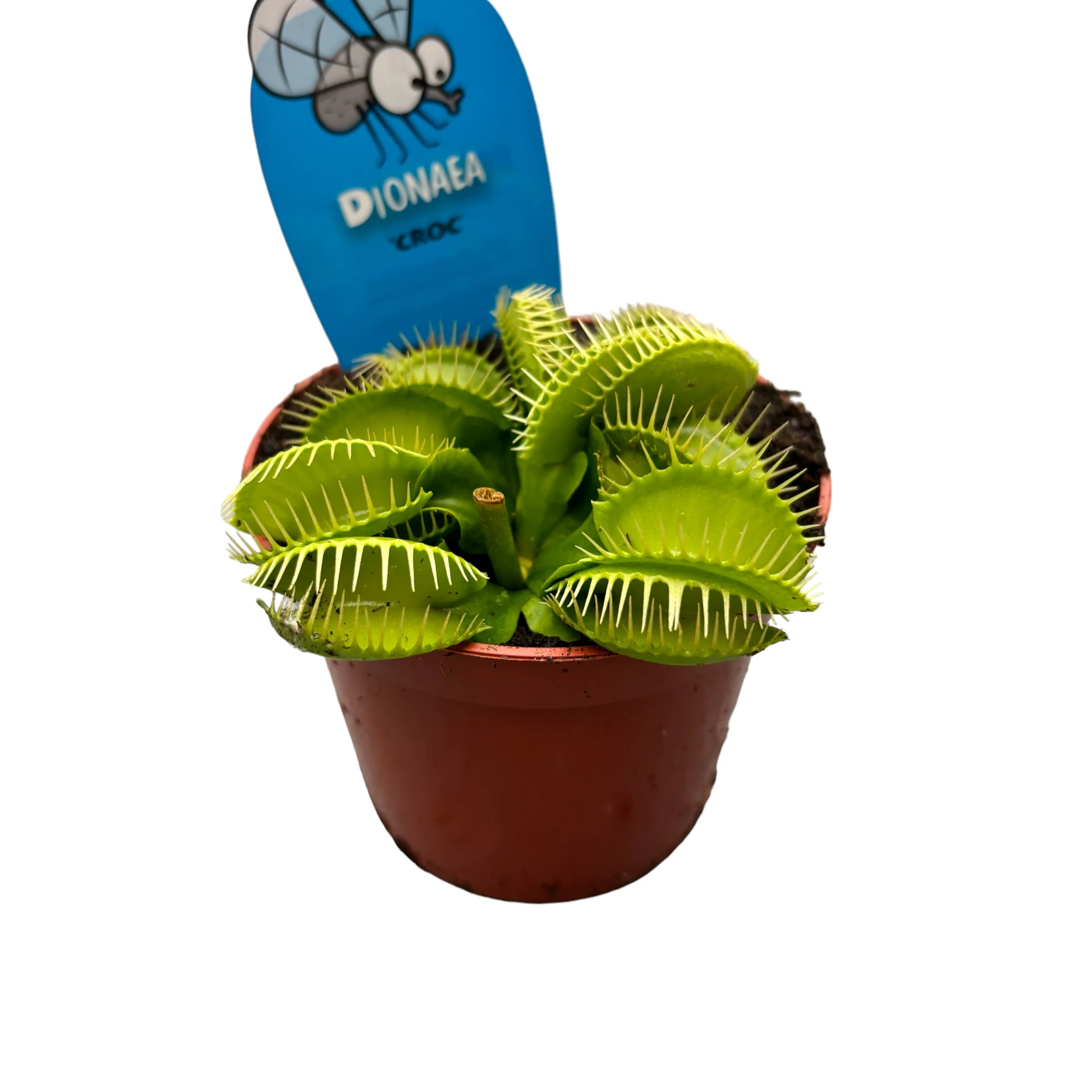 Dionaea Muscipula ‘Croc’ (Venus Flytrap) – O planta carnivora de exceptie